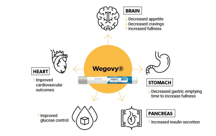 How Wegovy Works